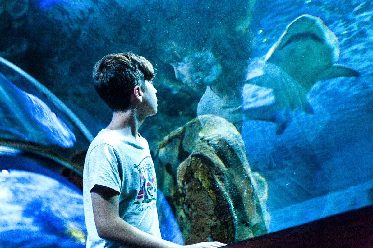 Virvirmoran's tweet photo. Cara a cara. 🐟🐠#93diasdeverano #93daysofsummer #fotografia https://t.co/QCXT8MgFqw
