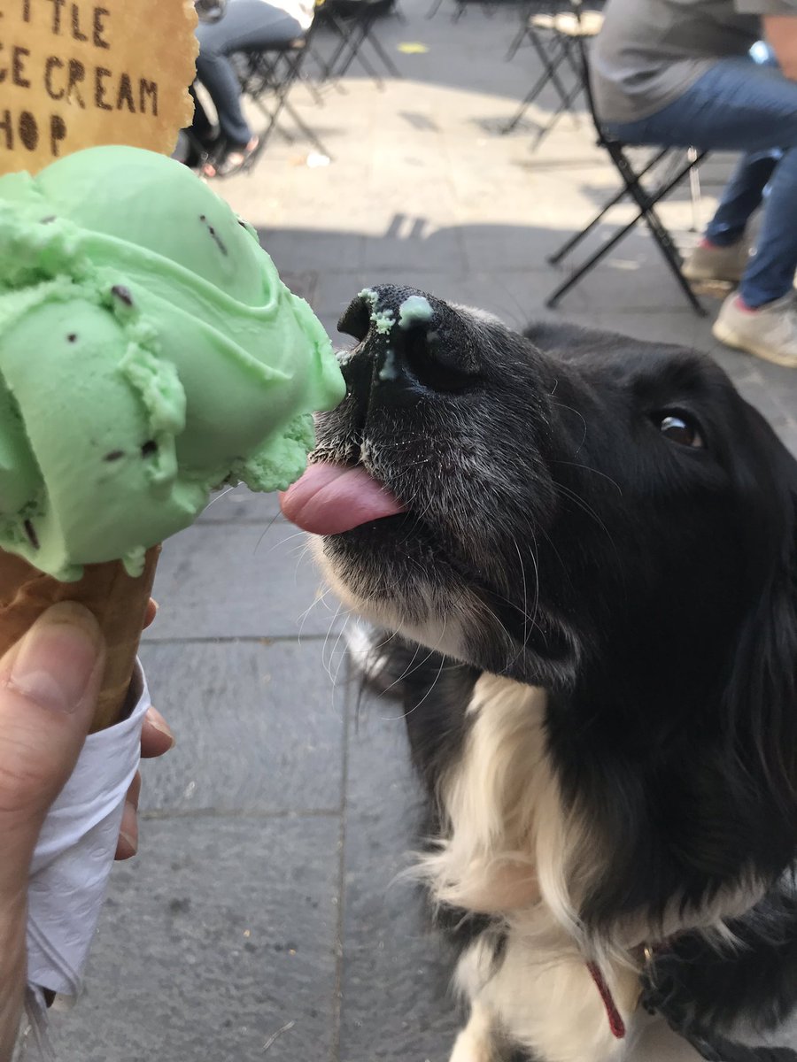 For #nationaldogphotographyday we are sharing a photo of our news hound at C24 @MrArthurWeasley15 (you can follow him in IG). He just loves The Little Ice Cream Shop <a href="/TLICS_thelakes/">LittleIceCreamShop</a>
