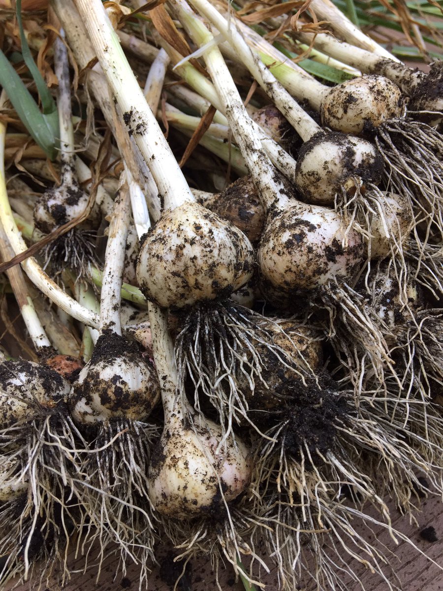 cctphotographer's tweet image. Harvested almost 100 #garlic bulbs this afternoon w/ @casspatrick, one of the most rewarding gardening days of the year. @capecodtimes #capecodgarden