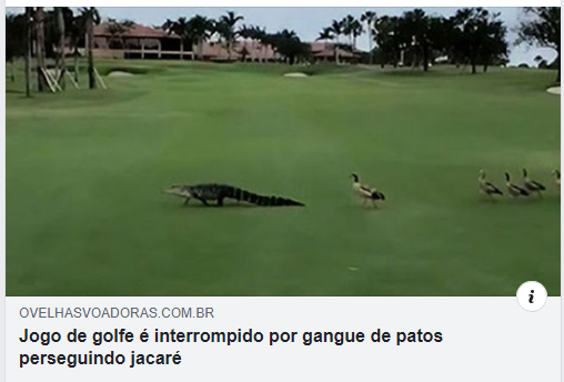Adam de Campos tweet media