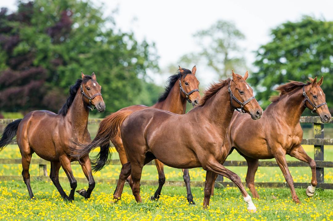 Home to equine royalty, the Irish National Stud is a memorable stop on the Irish Supreme Tour. Get up close with some of the world’s thoroughbred superstars and enjoy a stroll through the idyllic Japanese Gardens. 🐴  IG 📷: @irishnationalstudandgardens @damianruddy