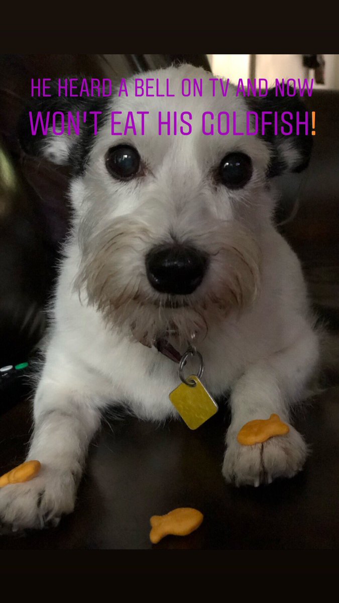 tbains's tweet photo. Please help celebrate my boy, Bub. #nationaldogphotographyday #jackchi #BCBub #doggo https://t.co/MIvMrFoWz4