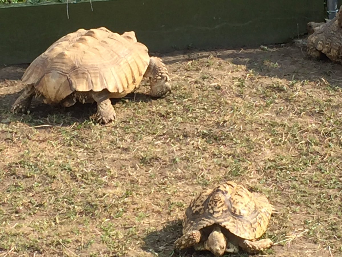 sos_jr's tweet photo. Check out @HerpsAlive, if you want to learn about snakes, tortoises, and other reptiles. 🦎 🐍 

https://t.co/WKzi2tvPhp

Non-profit foundation that takes in unwanted, abused and neglected reptiles, as well offering adoptable reptiles and amphibians, educational programs &amp; more! https://t.co/UZQCA1VA7l