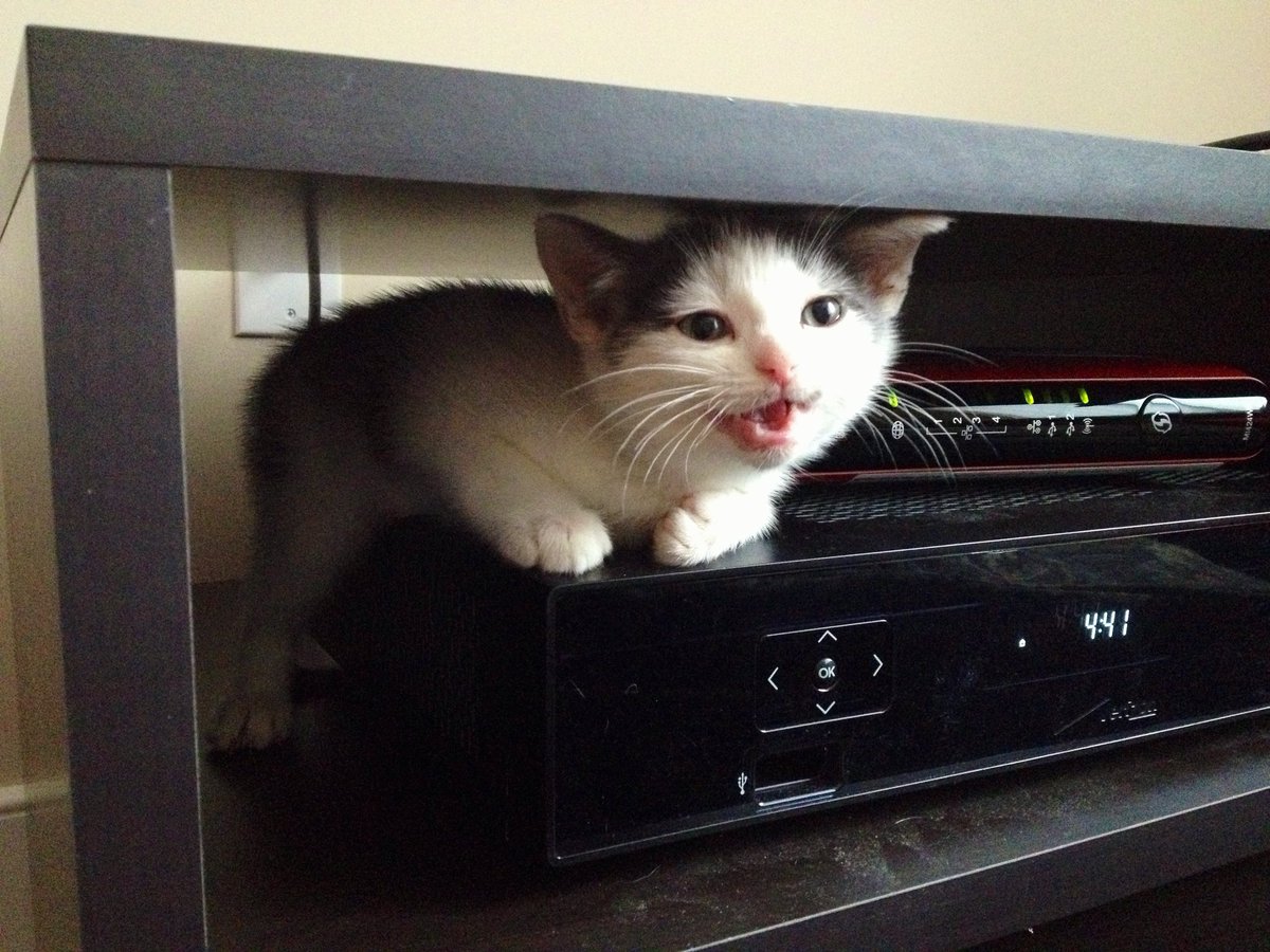 laura_carolyn's tweet photo. #CatGlowUp https://t.co/3NCPdMI7AO