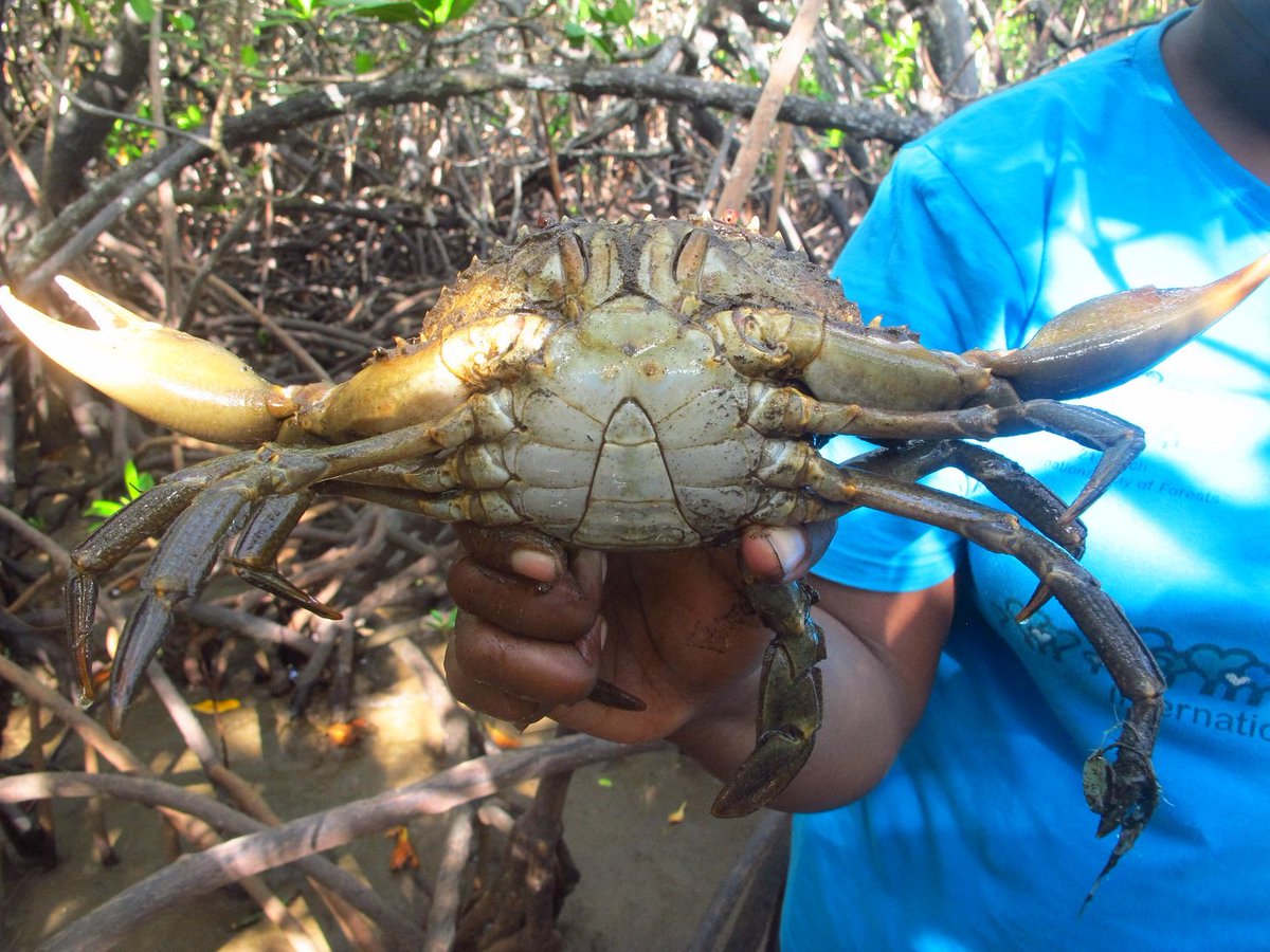 Mangroves are incredibly productive systems that support our local fisheries. They store carbon and defend our islands  against storm surges and rising sea levels. #WorldMangroveDay#MangrovesMatter