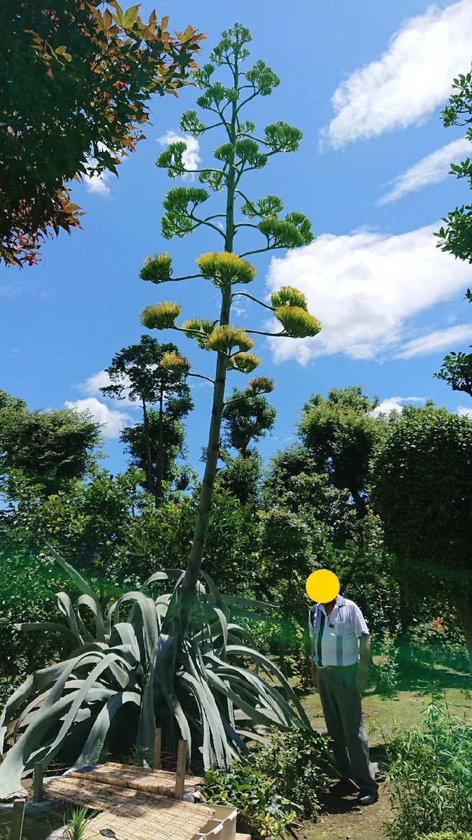 加藤梨里香 En Twitter 50年に一度しか咲かない花 竜舌蘭 リュウゼツラン おじいちゃんのお友達の家で咲いたようです これ 咲いてる状態だよ 次に花が咲くのは50年後 大きさ表現するためにおじいちゃんを入れて撮ったけど おじいちゃんの身長は知りませ