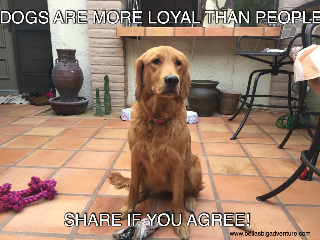 Retweet if you agree!

#loyal #dogs #dog #GoldenRetriever
