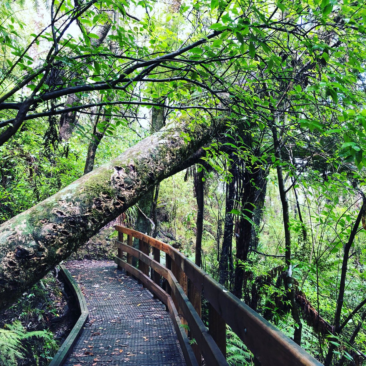 cholej88's tweet photo. #werk Saturday’s, only if spent exploring Opua State Forest 🌳 https://t.co/SJOzefGwUE