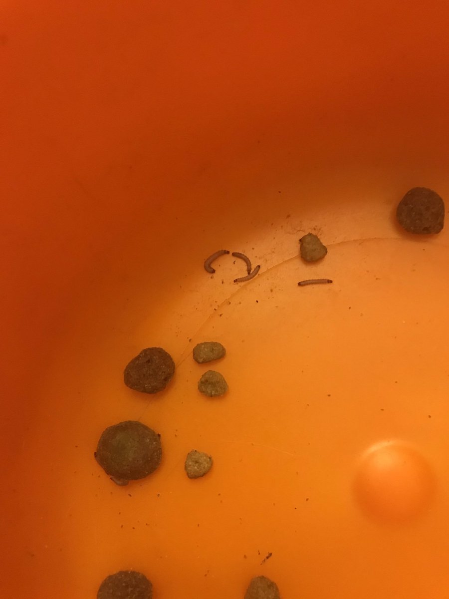 Una desconocida más. Advertencia: Soy de lo Peor⚠️ tweet media