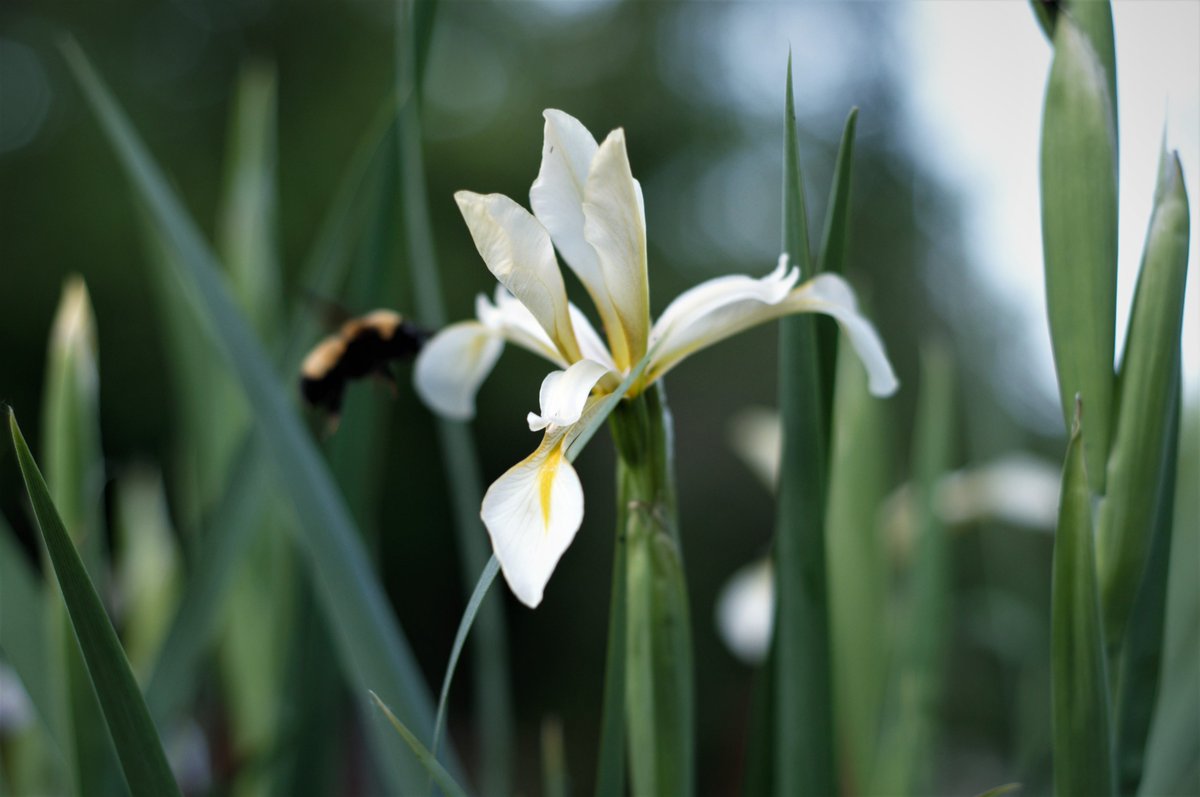 jarvismino's tweet image. #BeeMagic 😘