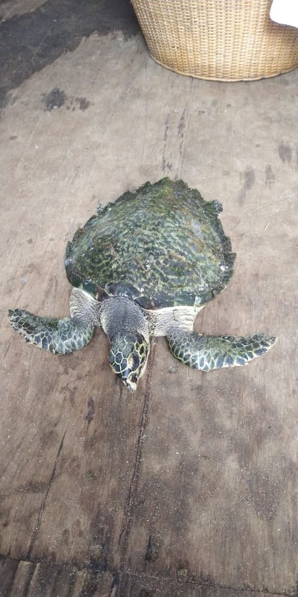 Alive female Hawksbill #seaturtle stranding on #versova beach. <a href="/MahaForest/">Maha Forest Official</a> Mangrove cell officers &amp; NGO going there for rescue <a href="/MangroveForest/">Mangrove Foundation of Maharashtra</a> <a href="/NeenuSomaraj/">Neenu Somaraj IFS</a> <a href="/SloganMurugan/">Mumbai | | Paused</a> <a href="/CommunityBandra/">Bandra Community</a> <a href="/AfrozShah1/">Afroz shah</a> @IndianCoastline <a href="/VandanJhaveri/">Vandan Jhaveri</a> <a href="/MohanTurtle/">Turtle Friend Mohan</a> @raww_india <a href="/WildstarsTV/">Wildstars.TV</a>