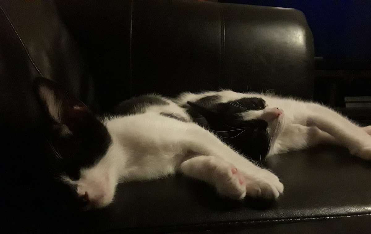 MezzoPips's tweet photo. Meant to be.

#LincolnBeans #BeatrixKitto #CatsOfTwitter https://t.co/qSf82mZdtn