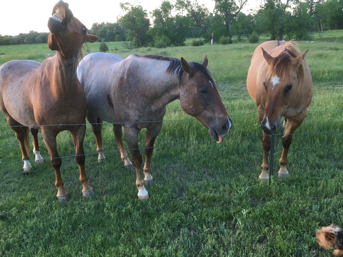 My reply to Dobbins.