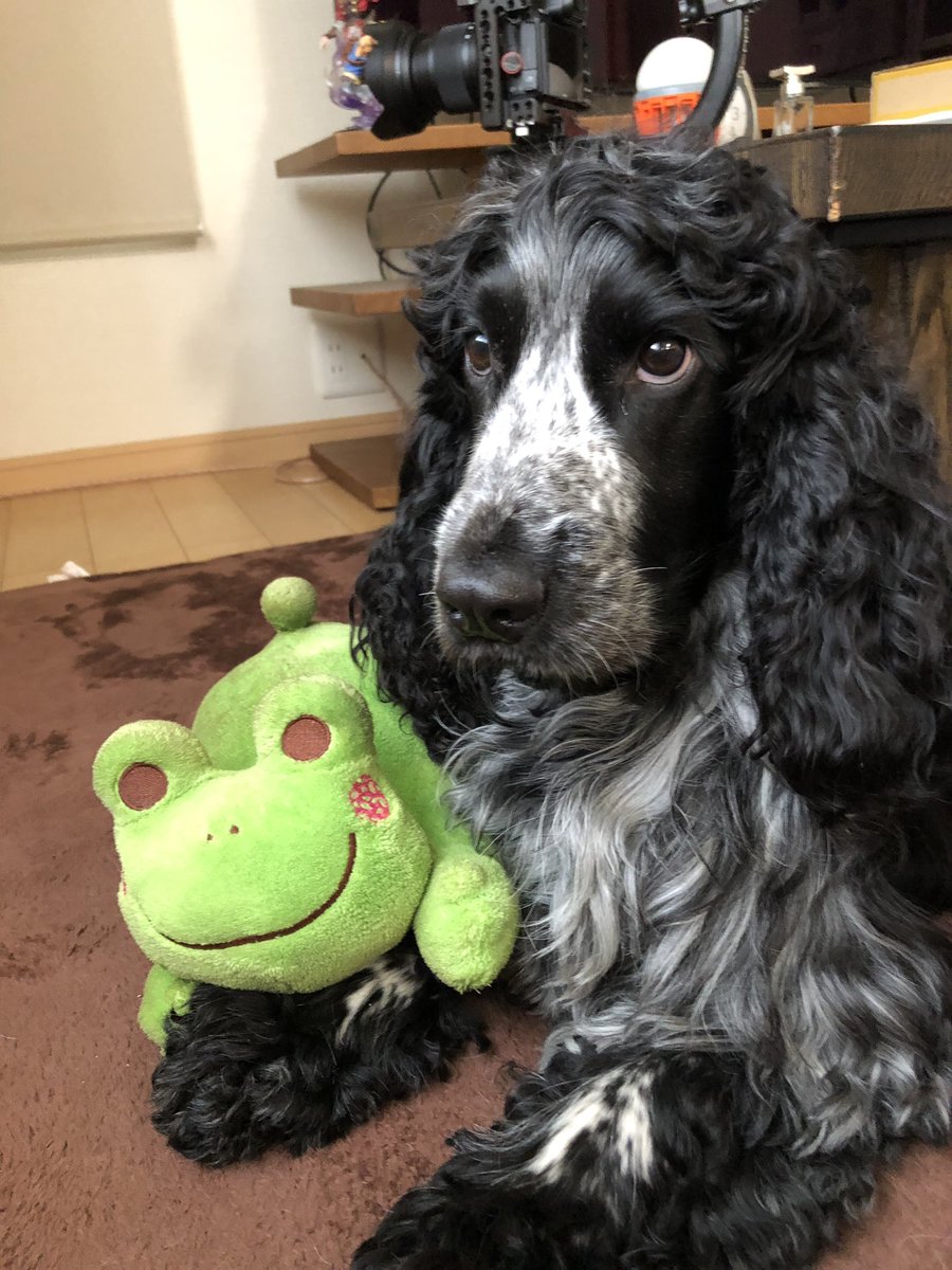 leicestergram's tweet photo. Beautiful boy, He love shoot with together his friend😊

#englishcockerspaniel #spaniel #cockerlove #cockerlover #instacocker #leicestergram #イングリッシュコッカースパニエル #ブルーローンのレスター #わんフォトグラフ #わんふぉとぐらふ https://t.co/amNMBcwxPM
