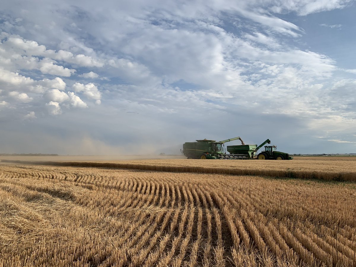 Blue skies and golden fields #wheatharvest2019 #gogluten