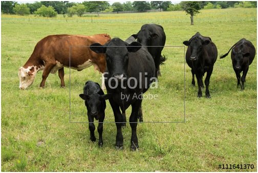 WestwindOutdoor's tweet photo. Black #angus #cow and #calf in #cattle #herd on green #pasture #farm photo by Georgia Evans is available for use at https://t.co/1Vls7IBdCp https://t.co/Xrhq3dXyf3