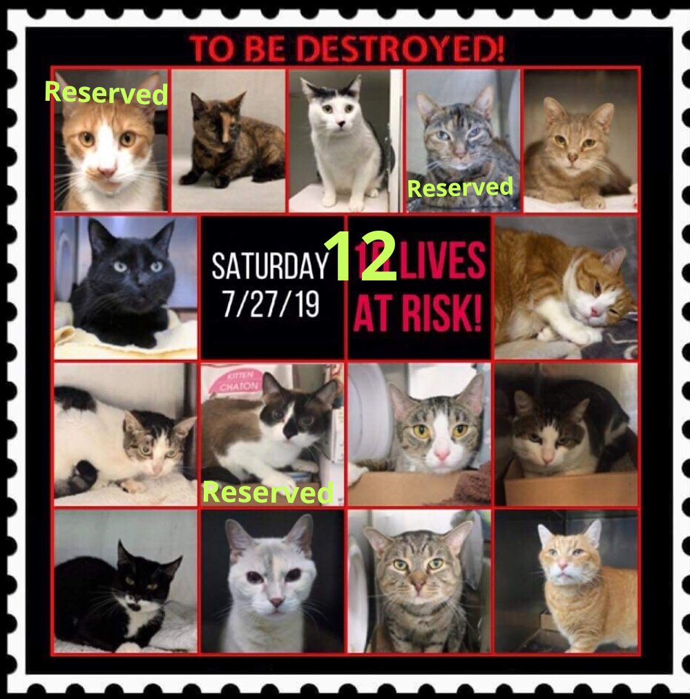 MeowMiya88's tweet photo. @KeithOlbermann @NYCACC #NYC #cats #dogs #AdoptDontShop #Boroughbred #savethemall #SaveALife https://t.co/ss79gyOEnP