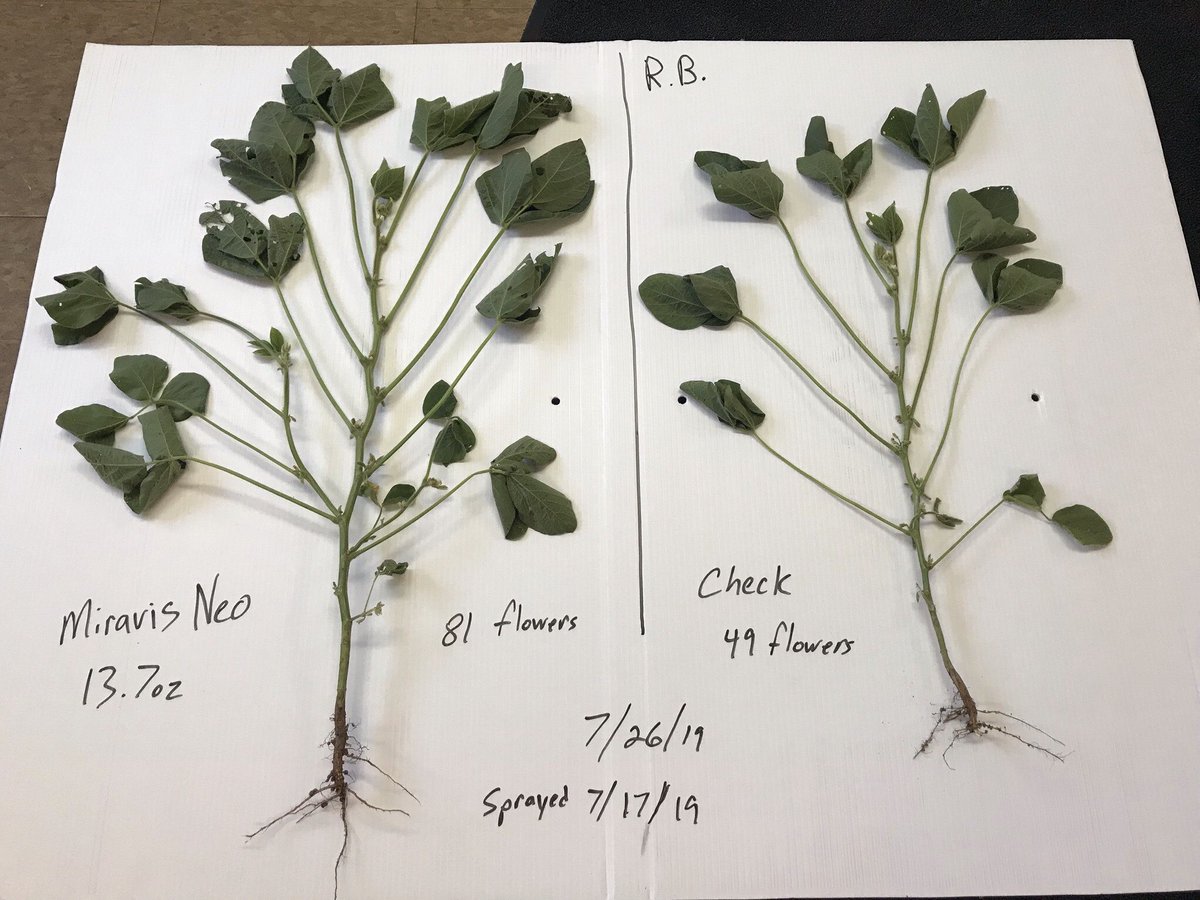 HechtDale's tweet photo. 13.7 oz Miravis Neo treatment. Almost twice the flowers !😳👊💪🤑Thanks to Nutrien Dassel, MN for sharing the photo!  @NutrienAgRetail @SyngentaUS @Farmingout https://t.co/fR3GsEAxpB