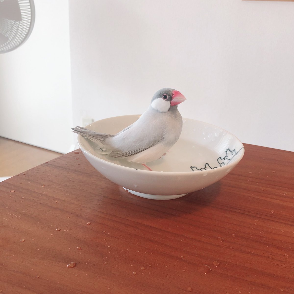 しずさん tweet media