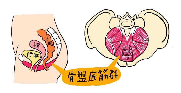妊活姉妹 お風呂から上がった時に膣からお湯が出る 尿もれ 頻尿 ぽっこりお腹 たれ尻 性交時に空気が入る こんな方は骨盤底筋群が弱っている 膣のゆるみ 可能性があります 原因 出産 加齢 運動不足 放置すると後々 子宮脱 の原因になる