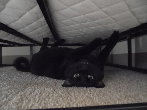 Spider cat, spider cat. Does whatever a spider cat does! #CatsOfTwitter https://t.co/iGoGYFjWvk<a href="/tag/catsoftwitter"class="tags"><span>#catsoftwitter</span></a>