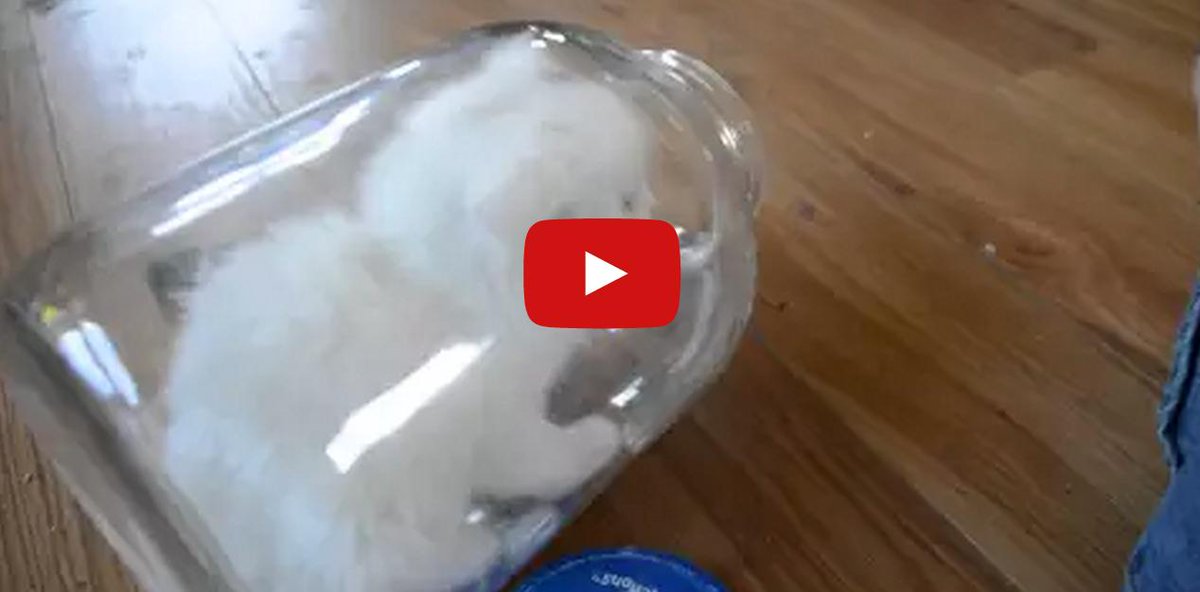 Animation_Press's tweet image. Hey Little Kitten! What are You Doing in That Jar? Cotton Ball is an adorable furry one month old kitten and one day when her foster parents returned to the house they found her in a jar! CLICK to watch &amp;gt; bit.ly/1uuMJww?utm_ca…