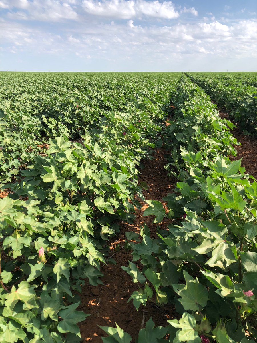 Ericram81's tweet photo. #Dynagroseed new salt tolerant variety halo959 shining in hockey county #halo #lovelandproducts #cotton https://t.co/62MrHukMk8