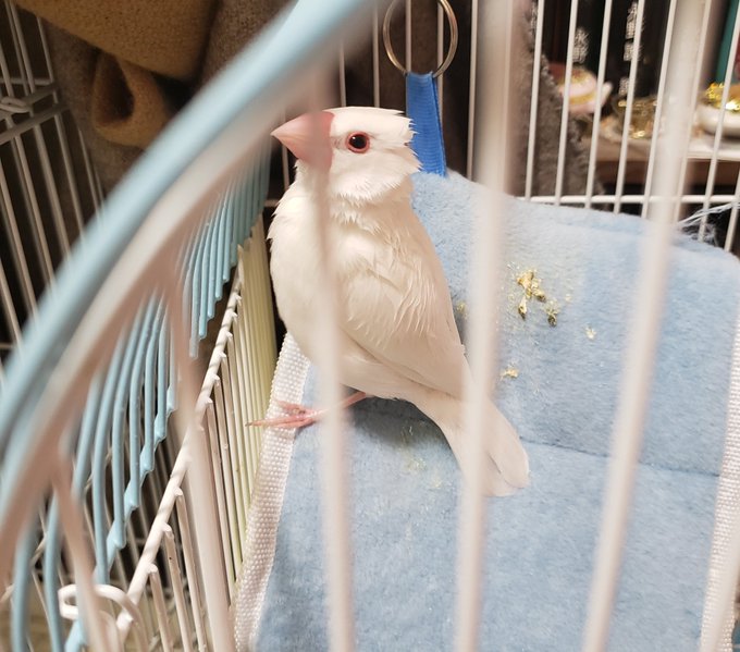 æ°Žã«æ¿¡ããŠãã§ã³ãã¿ããã«ãªã£ããšãã¿
çä¹³ã«ã²ãããé£ãã³ã¿ãããªçœæé³¥