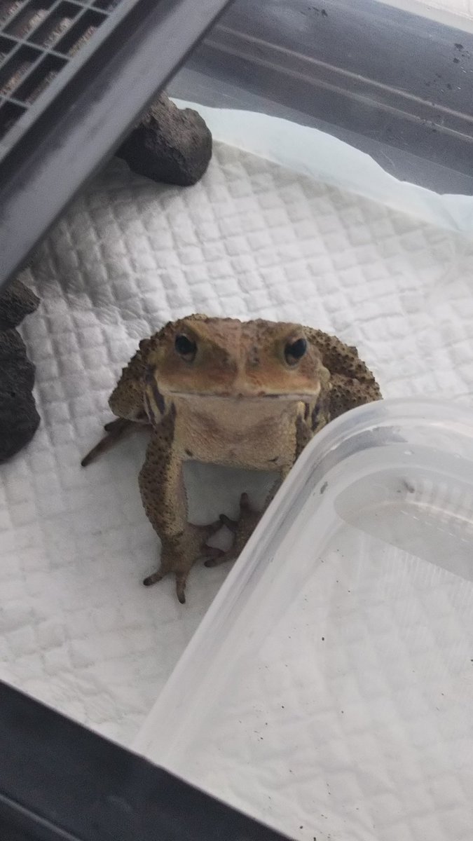 s12237186's tweet photo. 見てくれ！この愛くるしい🐸を！！ https://t.co/IoNhuxjbcL