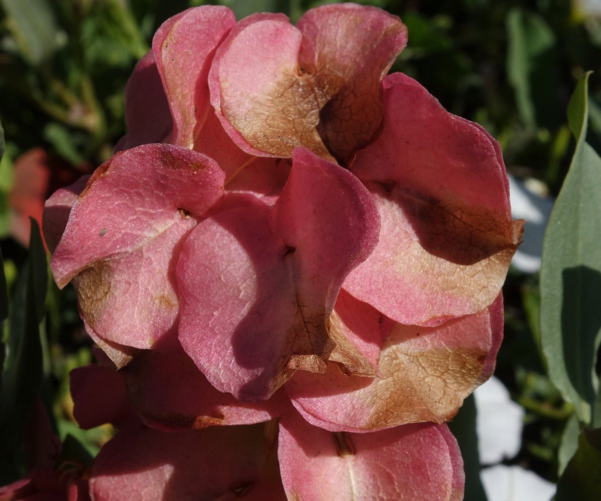 ColoradoNPS's tweet photo. #FruitingFriday: wild begonia, Rumex venosus. Image by @ColoradoFruits. https://t.co/BGMh2xDEwj