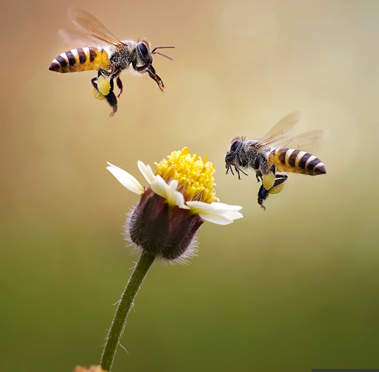 PedroACarvajal's tweet photo. 💯% Miel San Anronio
Para sus Pedidos 
☎0424 4471258
De la pureza de nuestros campos a su mesa🐝🌻 https://t.co/rBDHkPCFlc