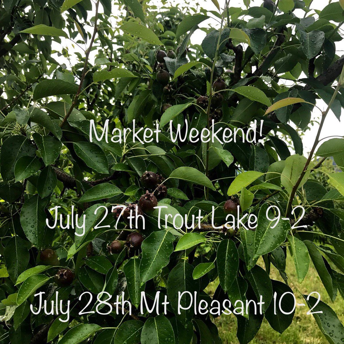 twistedhills's tweet photo. @VanMarkets this weekend! Low stock on Glo Haven and Paradise Pear!#troutlakefarmersmarket #mountpleasantfarmersmarket #organic #craftcider #yvr #similkameenwine https://t.co/xUpUWI4GqR