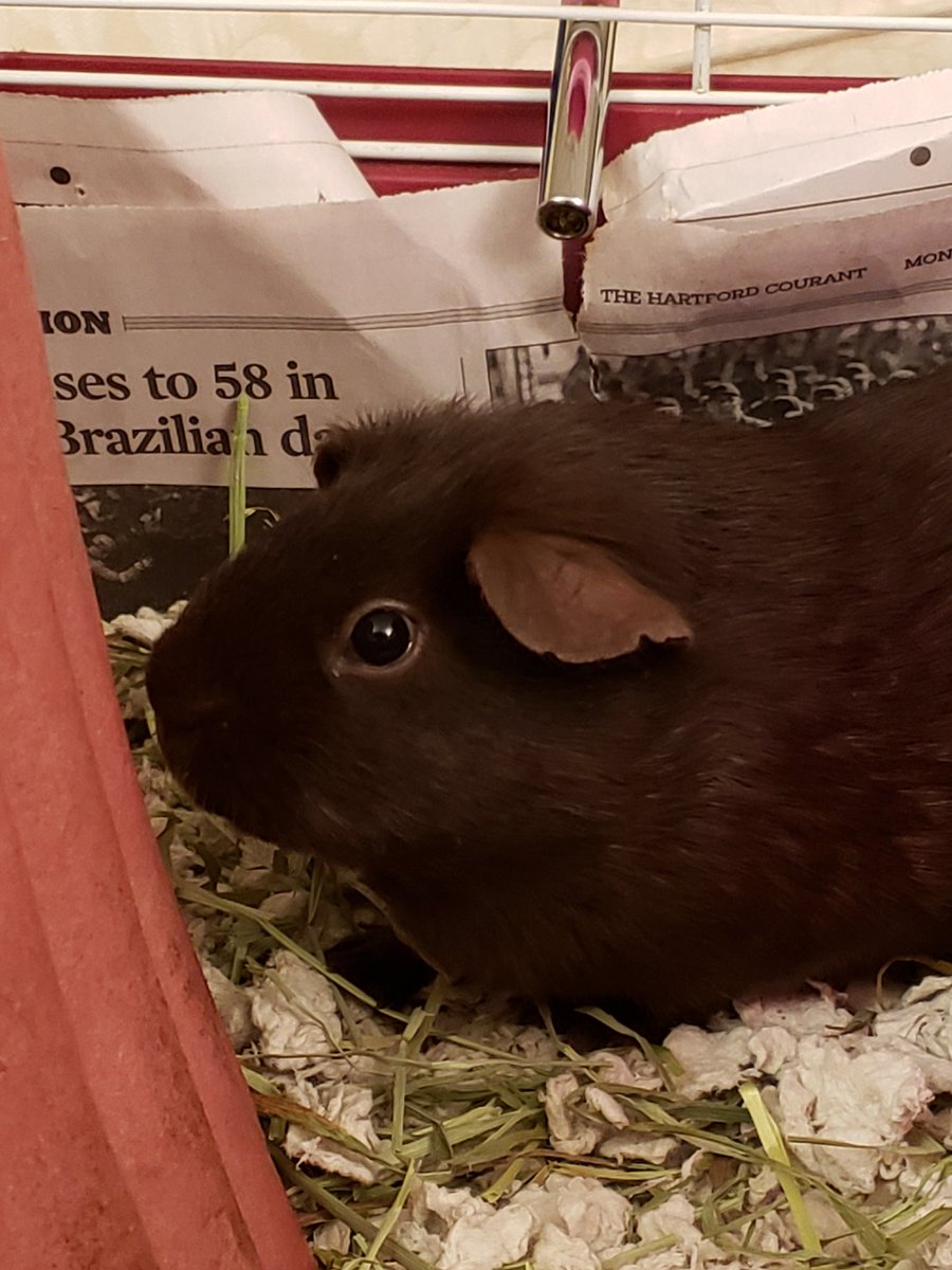 Studio_Kitsune's tweet photo. Say hi to Ripley (left) and Zelda (right), our newest fur babies! They joined our herd today from @cthumane !
#gpigs #guineapigs https://t.co/QHkTXVxDeb