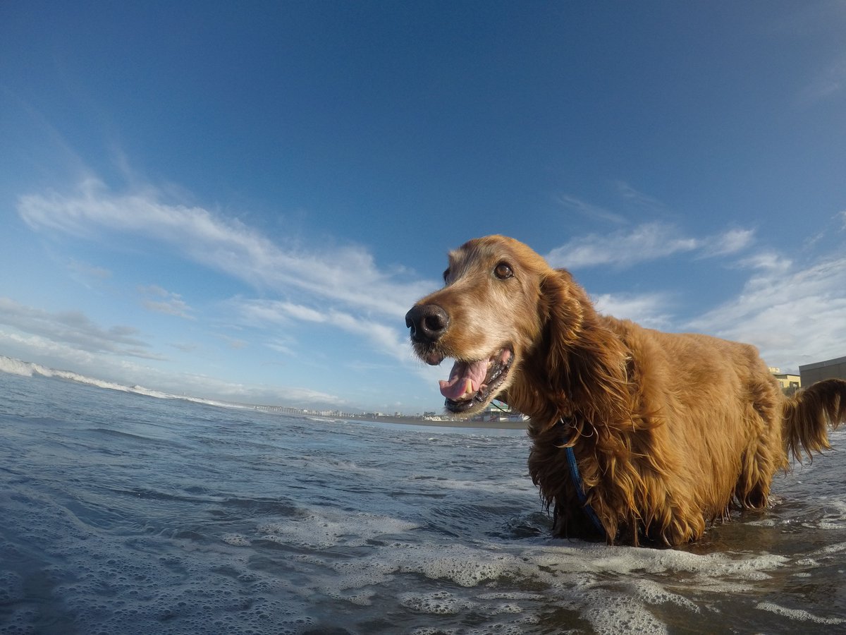 Surfing_Dog's tweet photo. 7月27日の鵠沼海岸は台風接近中です。
やや強めのオンショア、
サイズはコシ～ムネでジャンクでした。
#goprojp #hero5session
#stormbladedog #stormblade
#ドッグサーフィン #アイリッシュセター
#サーフィン犬 #ドッグサーファー
#surfdog #pino #surfingdog 
#鵠沼海岸 https://t.co/xRJ2umcYmI