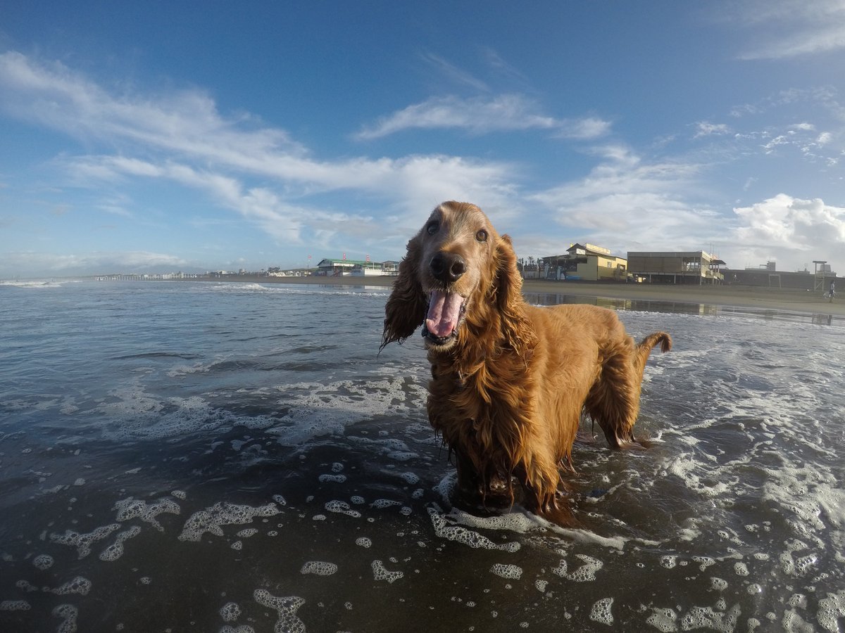 Surfing_Dog's tweet photo. 7月27日の鵠沼海岸は台風接近中です。
やや強めのオンショア、
サイズはコシ～ムネでジャンクでした。
#goprojp #hero5session
#stormbladedog #stormblade
#ドッグサーフィン #アイリッシュセター
#サーフィン犬 #ドッグサーファー
#surfdog #pino #surfingdog 
#鵠沼海岸 https://t.co/xRJ2umcYmI