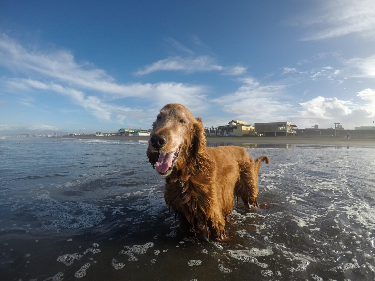 Surfing_Dog's tweet photo. 7月27日の鵠沼海岸は台風接近中です。
やや強めのオンショア、
サイズはコシ～ムネでジャンクでした。
#goprojp #hero5session
#stormbladedog #stormblade
#ドッグサーフィン #アイリッシュセター
#サーフィン犬 #ドッグサーファー
#surfdog #pino #surfingdog 
#鵠沼海岸 https://t.co/xRJ2umcYmI