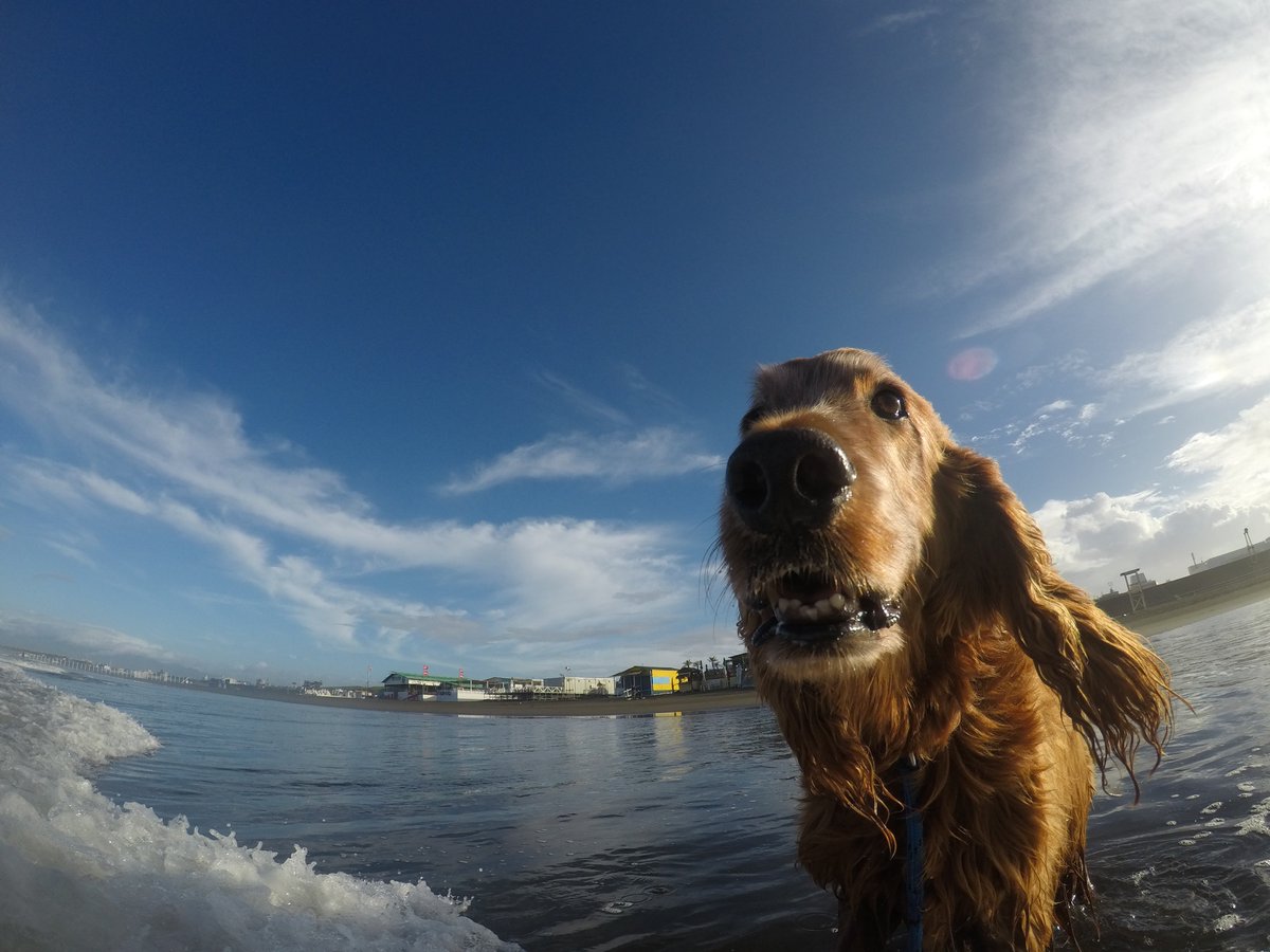 Surfing_Dog's tweet photo. 7月27日の鵠沼海岸は台風接近中です。
やや強めのオンショア、
サイズはコシ～ムネでジャンクでした。
#goprojp #hero5session
#stormbladedog #stormblade
#ドッグサーフィン #アイリッシュセター
#サーフィン犬 #ドッグサーファー
#surfdog #pino #surfingdog 
#鵠沼海岸 https://t.co/xRJ2umcYmI
