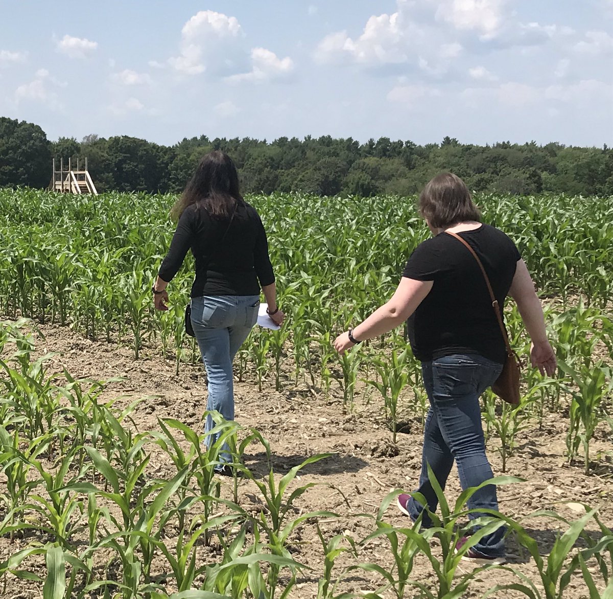 DonnaLupardo's tweet photo. Saw the start of the 9 acre fall corn maze at Peila View Farms in Oxford. There’s a nice vantage point in the middle. Wizard of Oz theme this year. #ChenangoCo https://t.co/cki00HjrMu