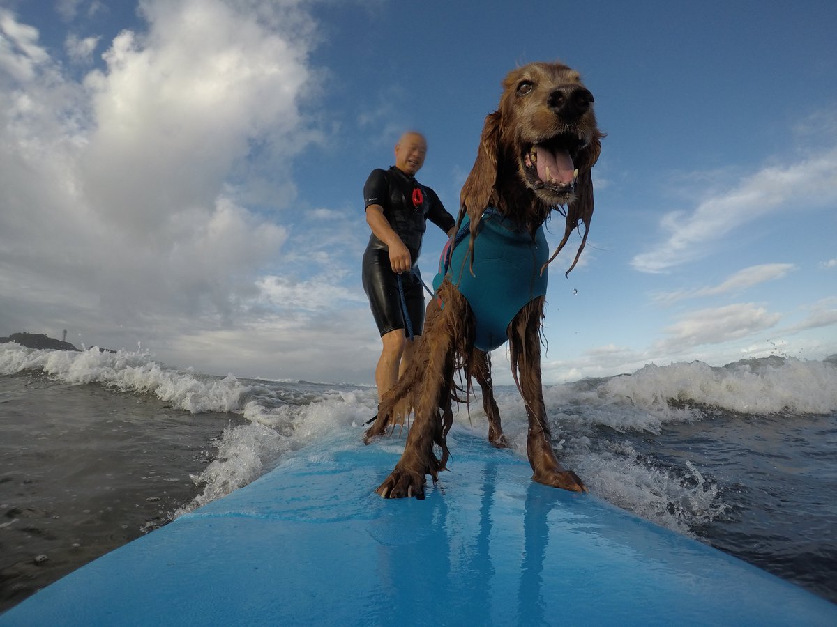 Surfing_Dog's tweet photo. 7月27日のハッピータンデムサーフィン♪
#goprojp #hero5session
#stormbladedog #stormblade
#ドッグサーフィン #アイリッシュセター
#サーフィン犬 #ドッグサーファー
#surfdog #pino #surfingdog 
#鵠沼海岸 https://t.co/rHVtDIvcwS