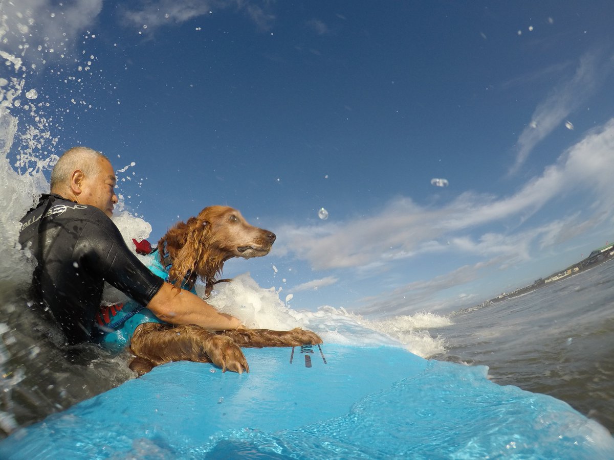 Surfing_Dog's tweet photo. 7月27日のハッピータンデムサーフィン♪
#goprojp #hero5session
#stormbladedog #stormblade
#ドッグサーフィン #アイリッシュセター
#サーフィン犬 #ドッグサーファー
#surfdog #pino #surfingdog 
#鵠沼海岸 https://t.co/rHVtDIvcwS