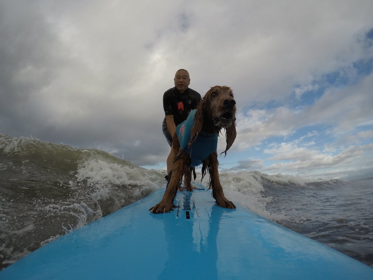 Surfing_Dog's tweet photo. 7月27日のハッピータンデムサーフィン♪
#goprojp #hero5session
#stormbladedog #stormblade
#ドッグサーフィン #アイリッシュセター
#サーフィン犬 #ドッグサーファー
#surfdog #pino #surfingdog 
#鵠沼海岸 https://t.co/rHVtDIvcwS