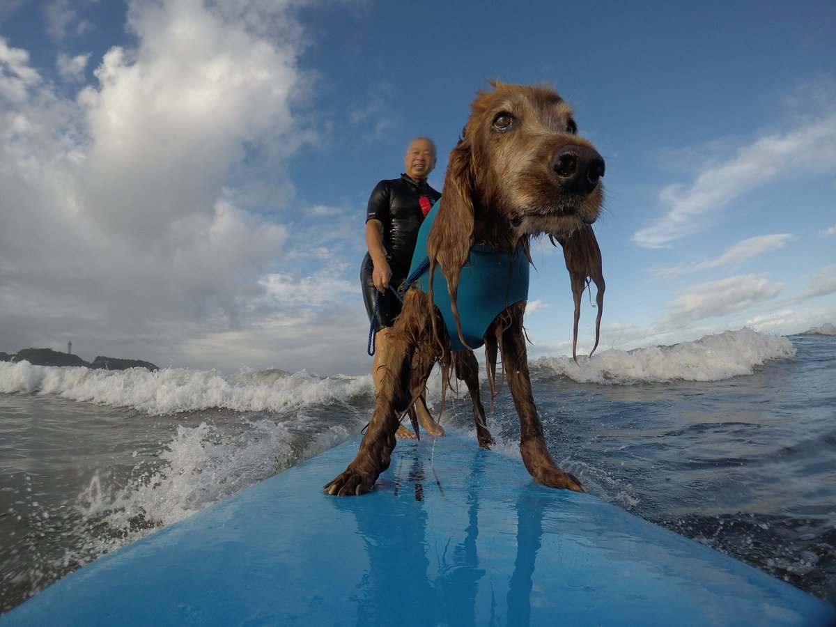 Surfing_Dog's tweet photo. 7月27日のハッピータンデムサーフィン♪
#goprojp #hero5session
#stormbladedog #stormblade
#ドッグサーフィン #アイリッシュセター
#サーフィン犬 #ドッグサーファー
#surfdog #pino #surfingdog 
#鵠沼海岸 https://t.co/rHVtDIvcwS