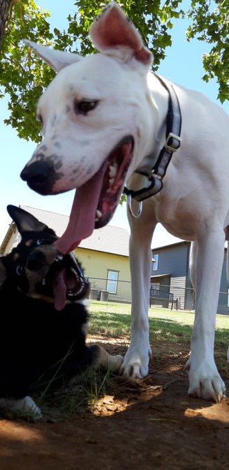 @maybeaslut This is my Ellie and my Ollie. Ellie makes wonderful faces :) https://t.co/A5ey7q8Gg8<a class="tags" target="_blank" title="On Twitter" href="/?out=eyJ0eXAiOiJKV1QiLCJhbGciOiJIUzUxMiJ9.eyJpYXQiOjE3MjY0MDUzNDUsImlzcyI6InR3cG9ybnN0YXJzLmNvbSIsIm5iZiI6MTcyNjQwNTM0NSwiZXhwIjoxNzU3OTQxMzQ1LCJyZWRpcmVjdF91cmwiOiJodHRwczovL3R3aXR0ZXIuY29tL21heWJlYXNsdXQifQ.U3_I41gWAwyxw0jd9Y17UFhZ-oyRkTt9O6_Q_nKHFcLXQ2ej2dKgJsHIZmC7tZScCa8h-EvIComzERmesOtYJw">@maybeaslut</a>