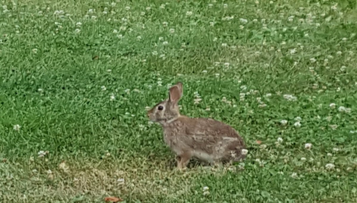 MartinsPets's tweet photo. Wild #LittleFriends and a field of clover. You know it's Summertime! #MartinSmallPet #Rabbits #Cottontail https://t.co/8OqmxTiQo9