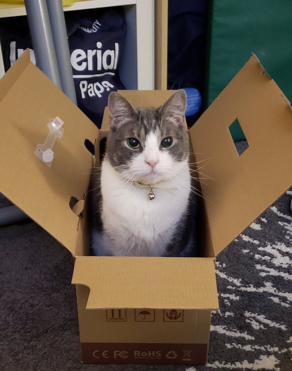 mhtsang718's tweet photo. Ok, I am ready for my #Caturday #selfie #saymeow #meowmeow #NHVNaturalSelfie 💚💛💚💛 @NHVNaturalPet #iloveboxes #catbox I look like I am ready to take off! 😹😸🤳 🛫✈️ https://t.co/7JLBFDd23v