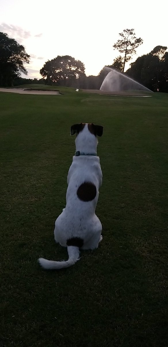 A golf dog at it's finest! I love my moments like this with my baby. Just watering sprigs here at the Peninsula! #turfdog #turfislife #superintendentlife #golfcourselife <a href="/jamey_davis0/">Jamey Davis, CGCS</a> <a href="/morgantaylor334/">Morgan Taylor</a> <a href="/superjoewde/">Joseph Martin</a>