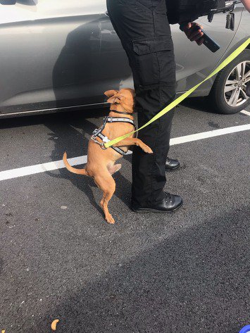 Look at the dog