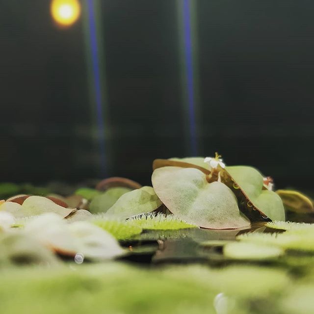 OVAS_CA's tweet image. Red root Floater flowers :) so cute #OVAS #ottawavalleyaquariumsociety #redrootfloaters #plantedtank ift.tt/2ZhM6wO