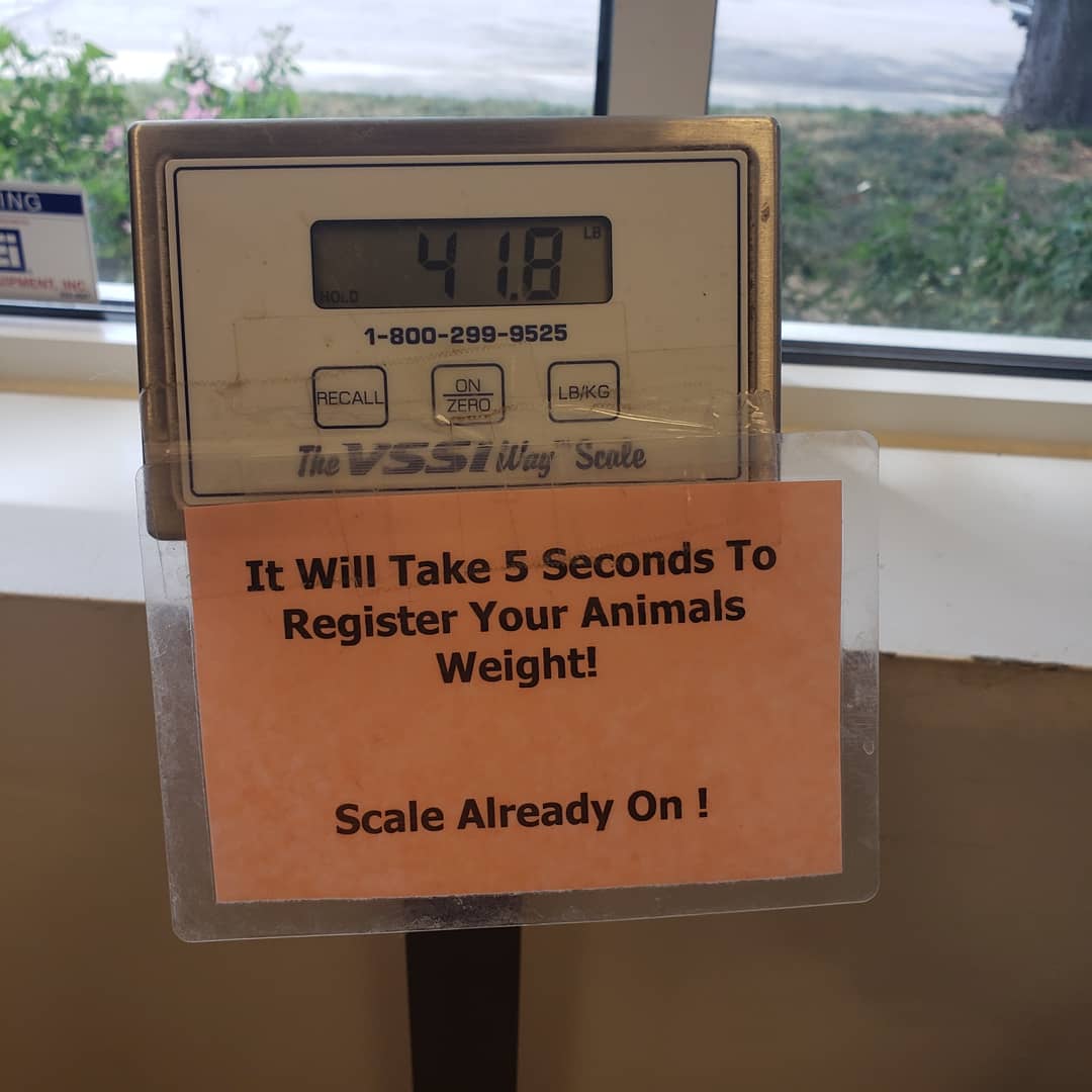DogoVoodoo's tweet photo. Just over 4 months old and I'm up to 4️⃣1️⃣▪️8️⃣lbs! That's almost #42 😉 "the Answer" Another Week, Another 3️⃣Lbs. 🇦🇷🐕🇺🇸🐾🖤

#dogoargentino #puppylove #Dogopower #dogopuppy #nebraska #Omaha #ArgentinoDogo #dogo #puppy #dog #dogoargentinopuppy #dogolife #dogphotography #USA https://t.co/RgpUoApiZp