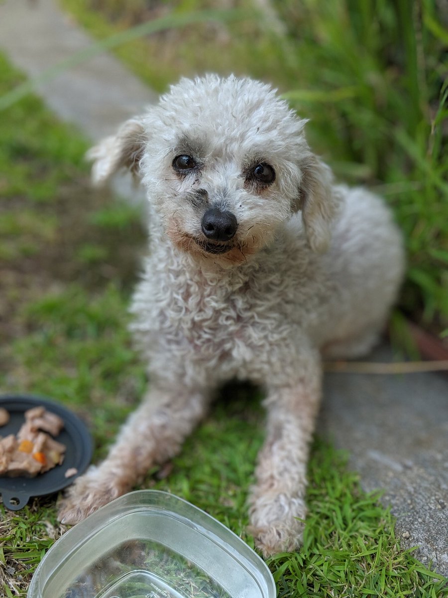 gabrielamdc's tweet photo. Found this cutie next to my house. No tags. #whittier #founddog #lostdog if yous please message me. https://t.co/egRpGQCpPO
